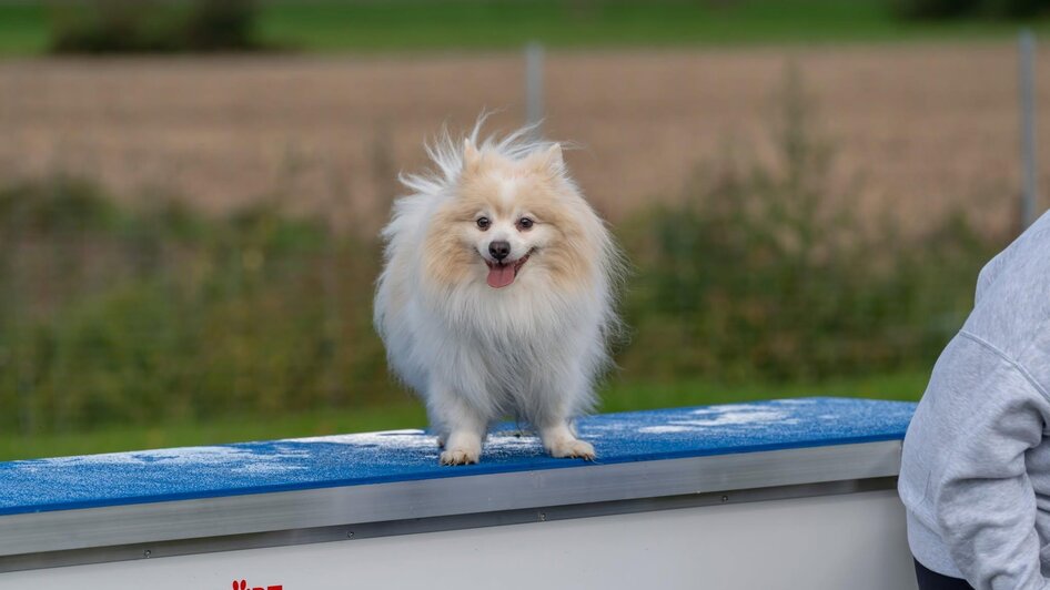 Hund5 | © © Stadtgemeinde Feldbach