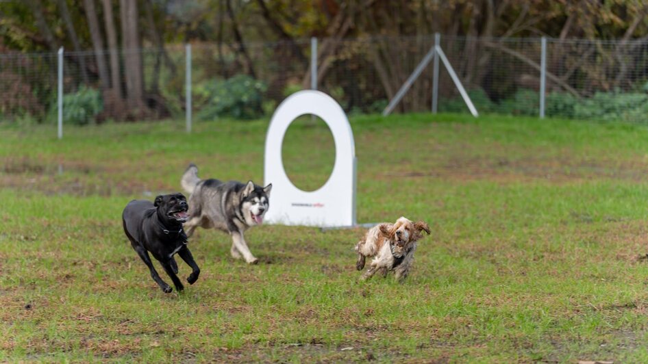 Hund6 | © © Stadtgemeinde Feldbach
