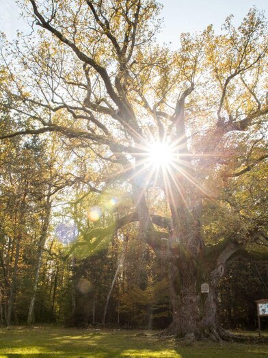1000jährige Eiche im Herbst | © Kurkommission Bad Blumau | Jennifer Rath | © Kurkommission Bad Blumau