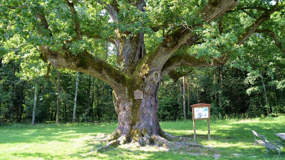 1000jährige Eiche Bad Blumau | © Kurkommission Bad Blumau