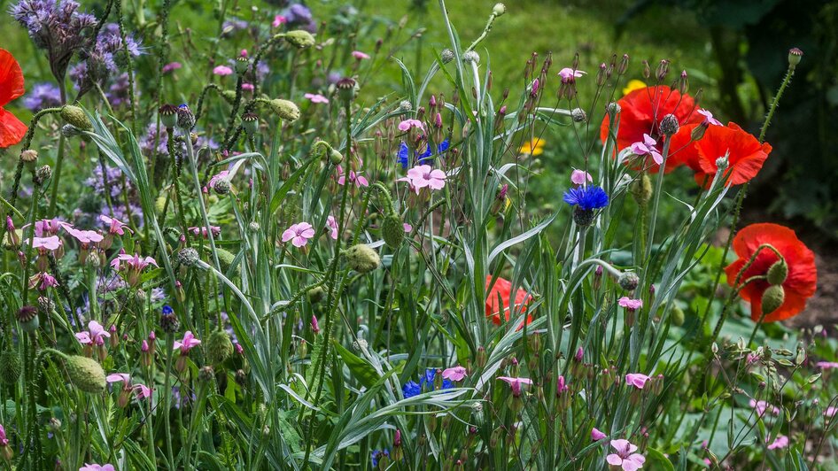 Kräutergarten Weizberg_Blumenwiese_Oststeiermark | © Alexandra Wagner