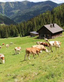 Kälberalm-Hohentauern-Murtal-Steiermark | © Bauernhof Braun | Mathias Leitner | © Bauernhof Braun