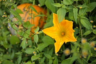Kürbis in der Blütezeit