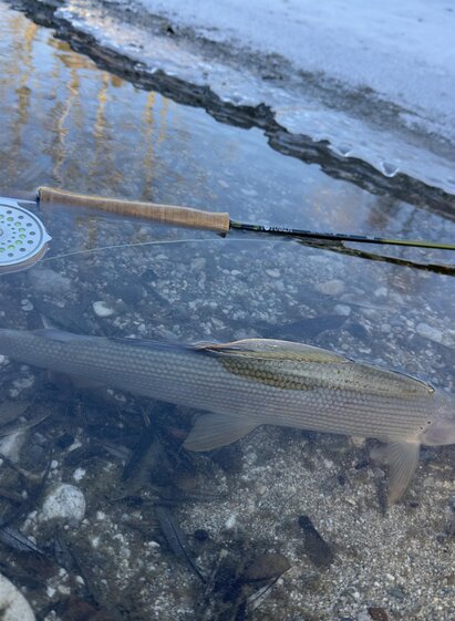 Äsche in der Enns | © Active Fishing