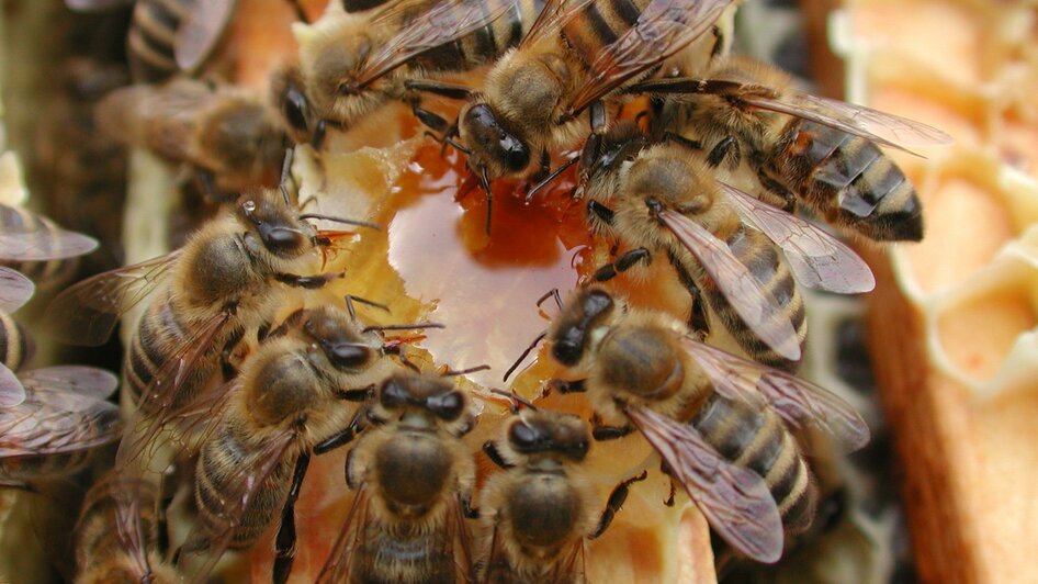 Imkerei Kreiner_Bienenwabe_Oststeiermark | © Imkerei Kreiner