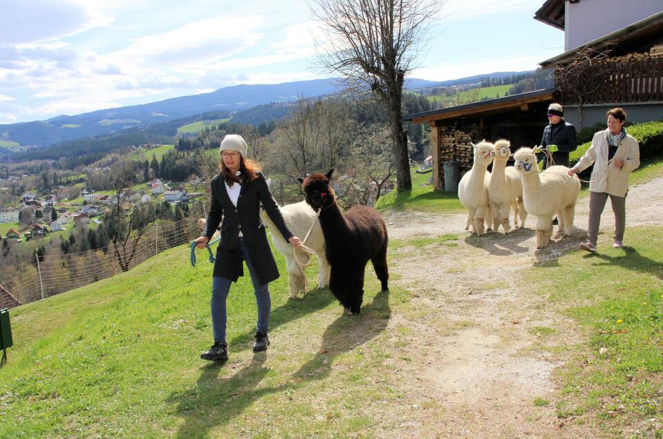 Alpaka-Farm Elvira Birnstingl - Impression #1 | © Robert Cescutti