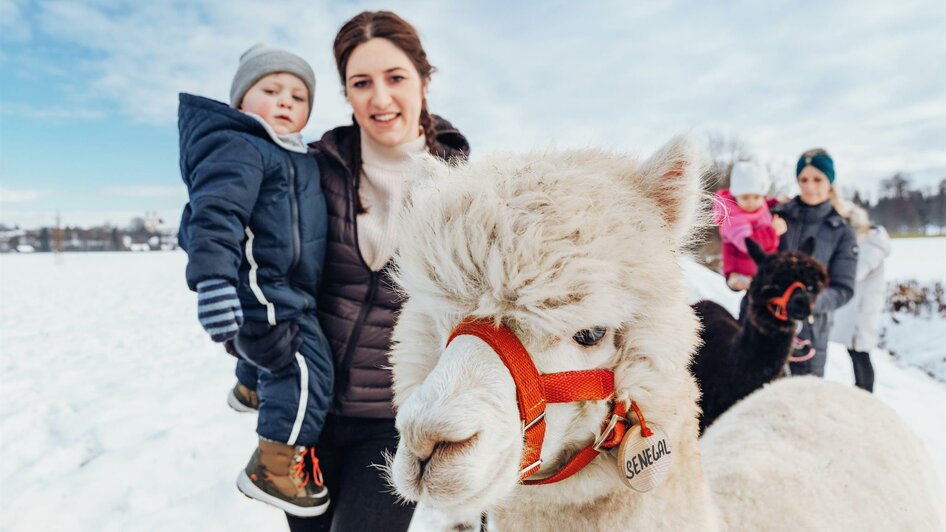 Alpaka Familien Ausflug Südsteiermark | © TV Schilcherland Steiermark