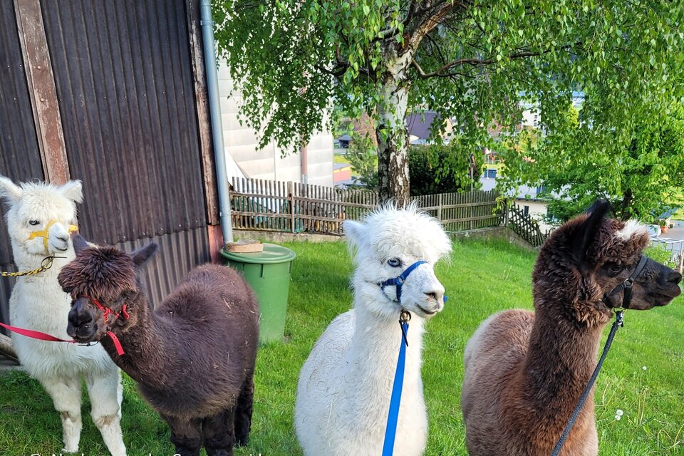Alpacas from the Sun Meadow - Impression #1 | © Ehtreiber-Trummer
