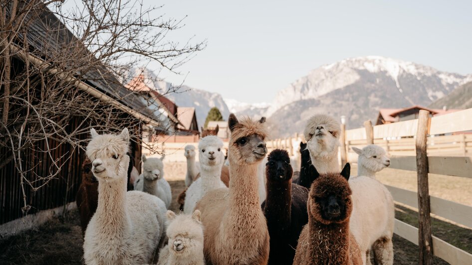 Unsere Alpakas | © Alpakas und Lama zum Grünen See