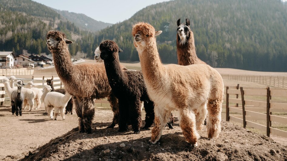 Alpakas und Lama | © Alpakas und Lama zum Grünen See