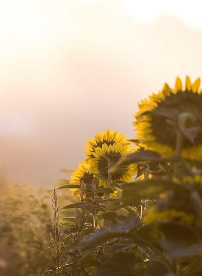 Foessl-Sonnenblumen-Murtal-Steiermark | Anita Fössl Fotografie | © Anita Fössl Fotografie