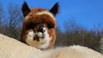 Apfelland Alpaca_Alpaca_Eastern Styria | © Apfelland Alpaka