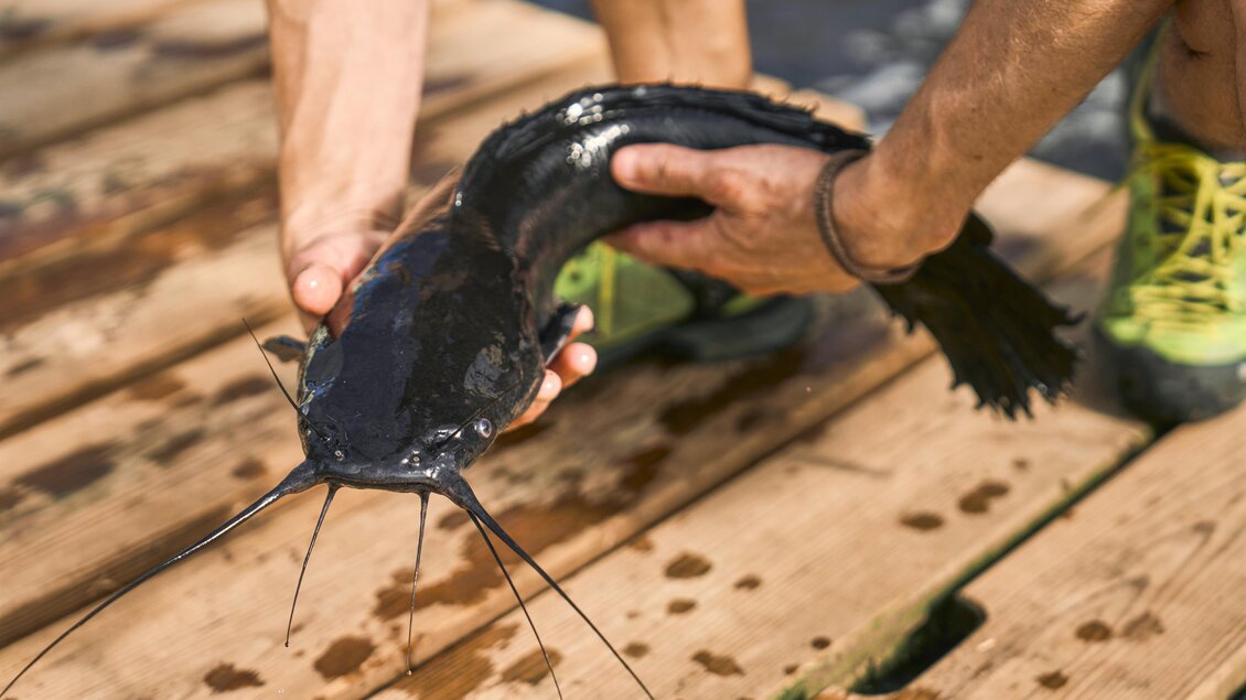 Eine Person hält einen großen Wels in den Händen. Der Fisch ist schwarz und wird über einem Holzsteg präsentiert. | © Robert_Maybach
