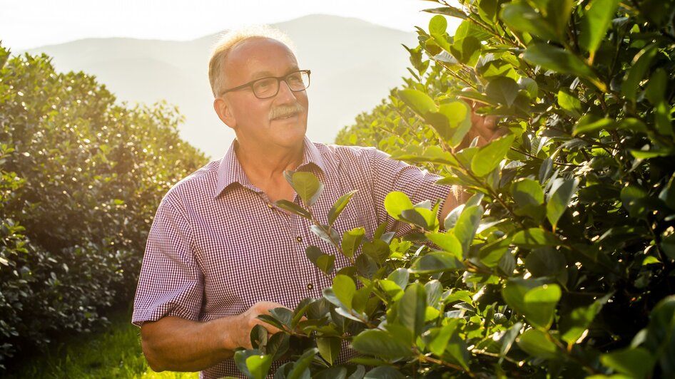 Aronia Köck_Aroniagarten_Oststeiermark | © Netzwerk Kulinarik