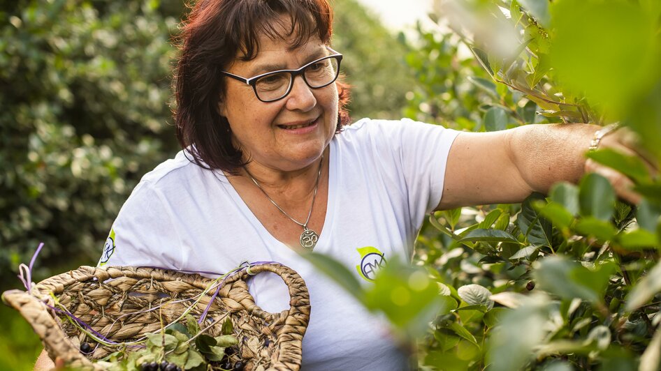 Aronia Köck_Ernte_Oststeiermark | © Netzwerk Kulinarik