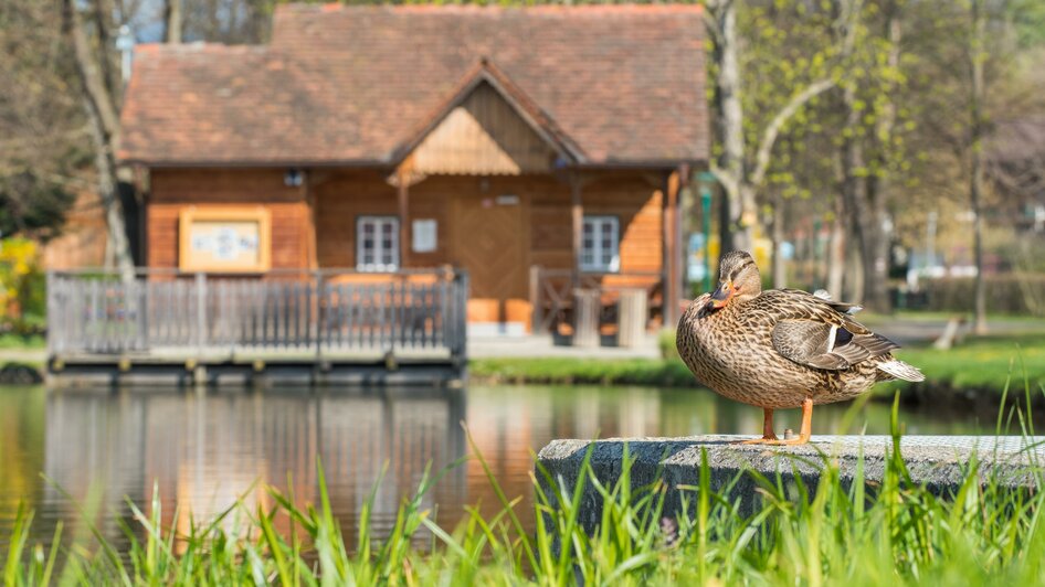 Aupark Pöllau_Ente am Teich_ Oststeiermark | © Helmut Schweighofer