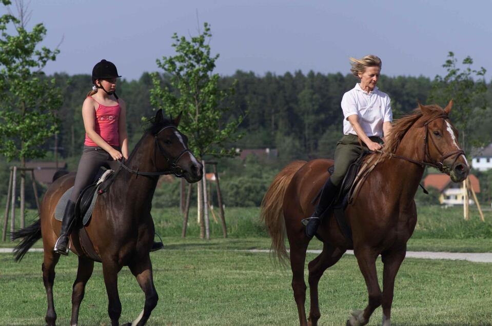 Austrian Star Horses in Bad Blumau - Impression #1 | © Kurkommission Bad Blumau