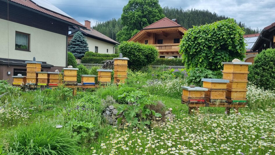 Bienenstöcke Gesamtübersicht