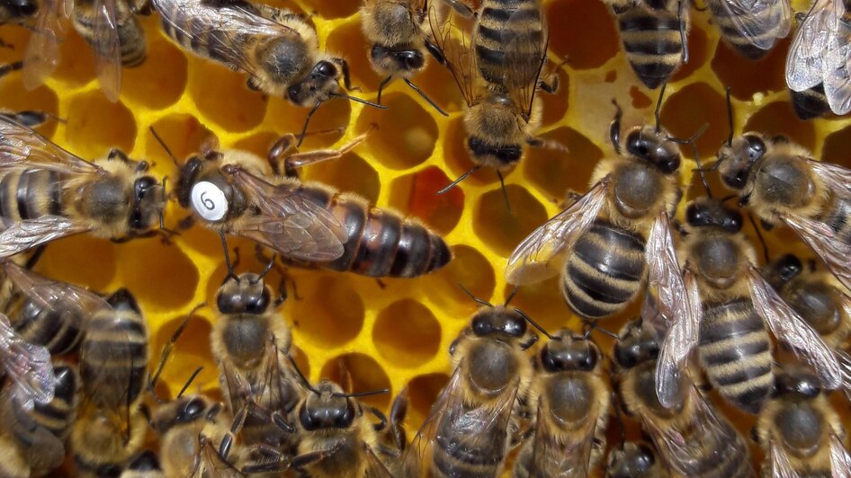 Bienenkönigin mit Hofstaat | © Bio Imkerei s'Honigglasl