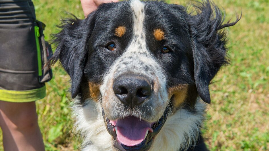 BH Thanei_Sennenhund_Oststeiermark | © Helmut Schweighofer