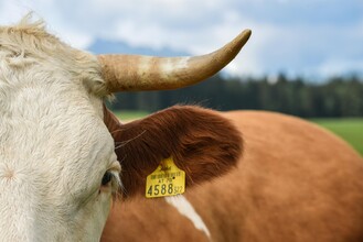 Ausseerland Salzkammergut, Bad Aussee | © TVB Ausseerland