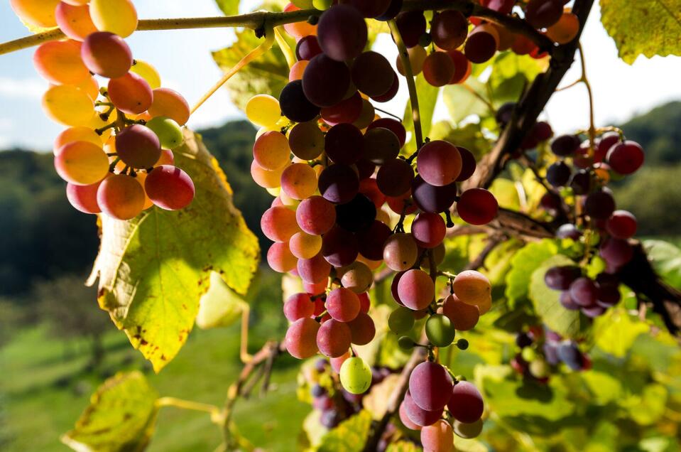 Biowein Familie Großschädl - Impression #1