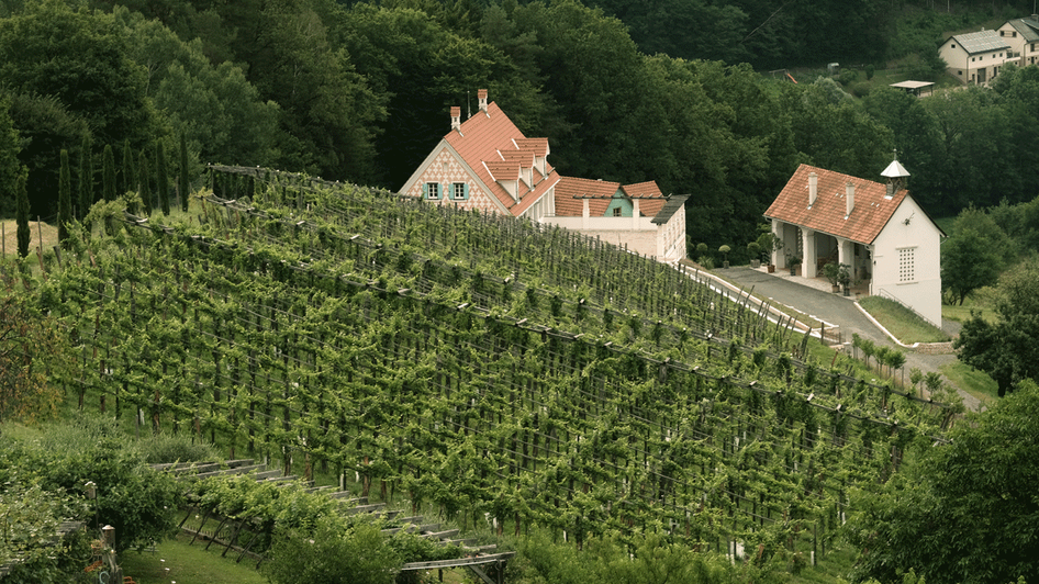 Bioweingut Belyweis | © Bioweingut Bleyweis