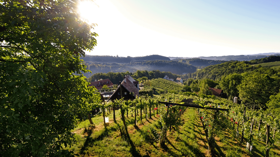 Weingarten. | © Bioweingut Bleyweis