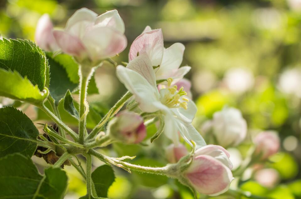 Flower farm Bender - Impression #1 | © Ingrid Jansky