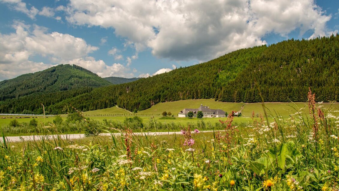 Eine malerische Landschaft mit grünen Hügeln und einer blühenden Wiese. Im Hintergrund ist ein schönes Haus und ein blauer Himmel mit vielen Wolken zu sehen. | © Christian Scheucher