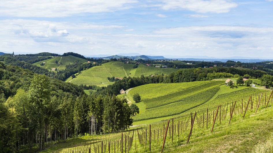 Ausblick vom Weingut Dietrich am Sernauberg | © Weingut Dietrich