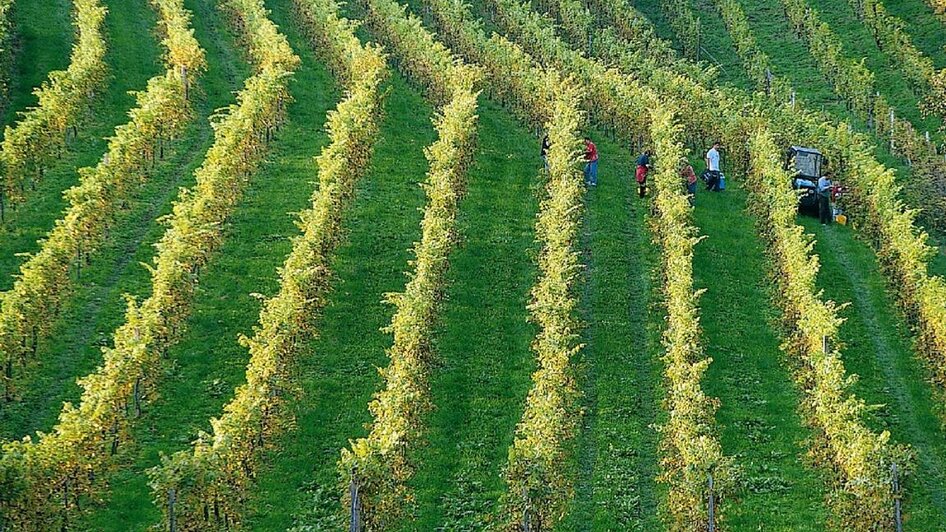 Buschenschank Ernst_Weinlese_Oststeiermark | © Tourismus Oststeiermark