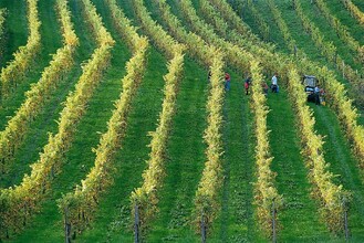 Buschenschank Ernst_Weinlese_Oststeiermark | © Tourismus Oststeiermark