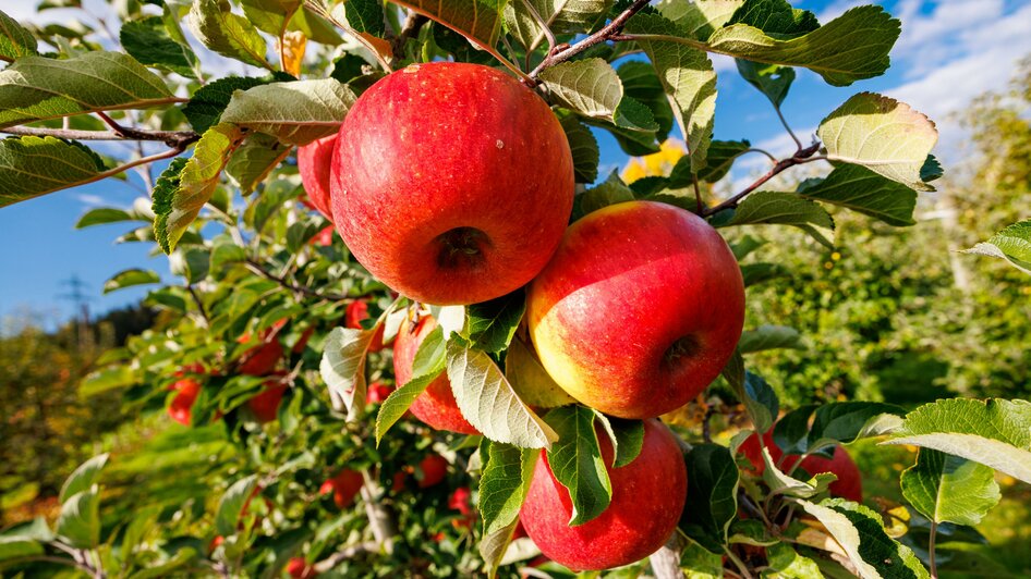 Obst und Weinbau Grillbauer 01 | © TV Region Graz Harry Schiffer