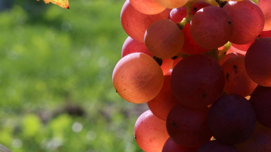 Weingut Marko Trauben | © Weingut Marko