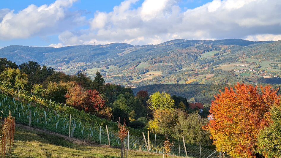 Buschenschank Muhr_Weingarten_Oststeiermark | © Tourismusverband Oststeiermark