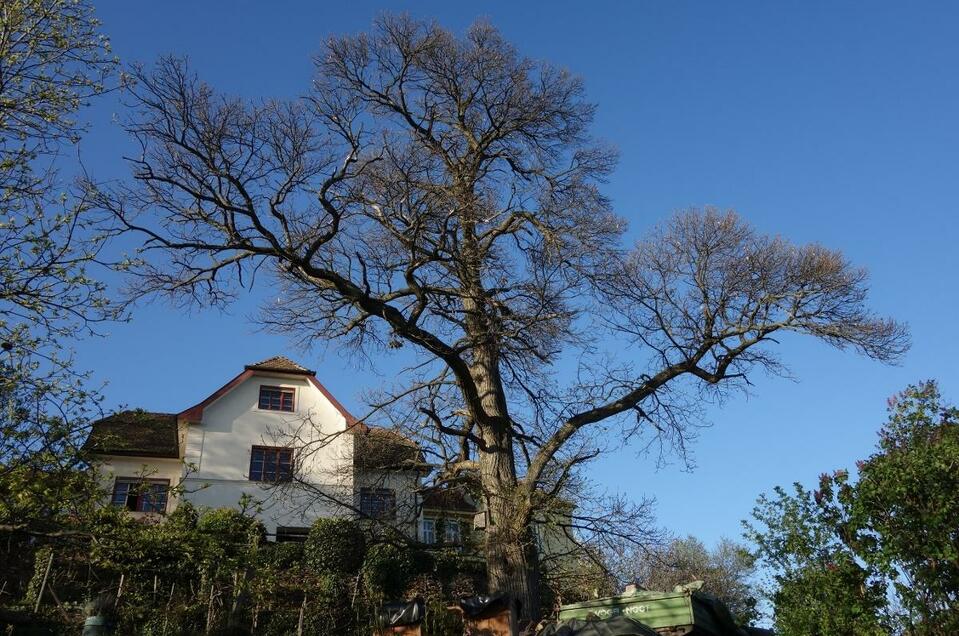 Buschenschank Weinbau Simmler - Impression #1 | © Familie Beck