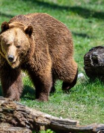 Die Bären sind erwacht | © Wilder Berg | Harald Steiner | © Wilder Berg