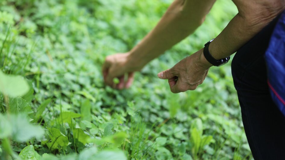 Wildkräuterspaziergang 2 | © Tourismusverband Murau