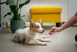 Tierärzte | © unsplash.com - moob