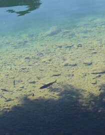 Fishing, Grundlsee, Fish in the lake | © Viola Lechner | Viola Lechner | © Viola Lechner