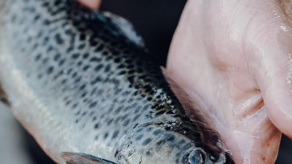 Ein Mensch hält einen frischen Fisch in den Händen. Der Fisch hat eine marmorierte Haut und glänzende Augen. | © Forellenzucht Igler