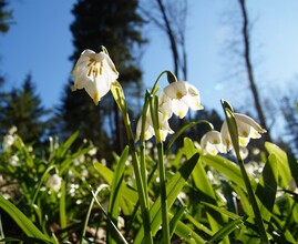 Spring knot flowers_Flower_Eastern Styria