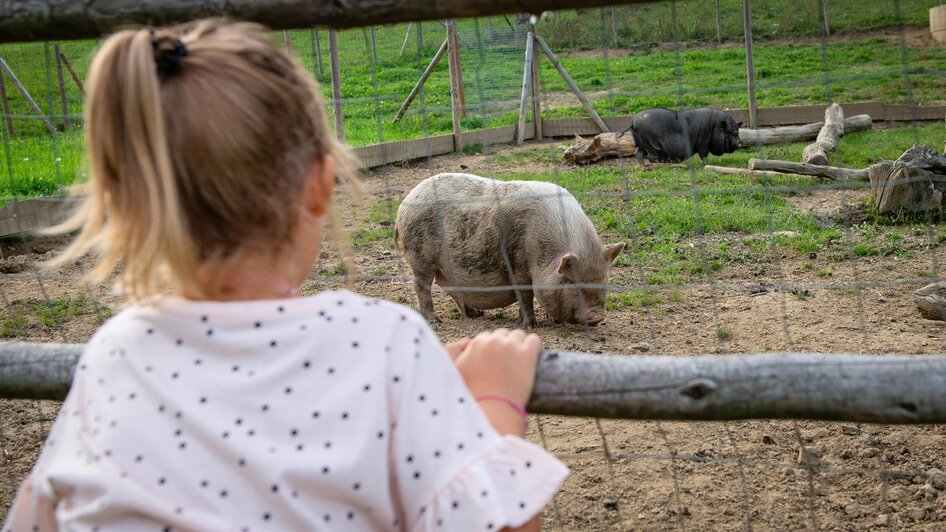 Mini-Schweine | © Franziskus Tier-Erlebnisbauernhof