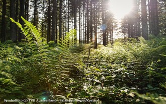 Symbolfoto_Wald | © TVB Ausseerland Salzkammergut_Jacquline Korber