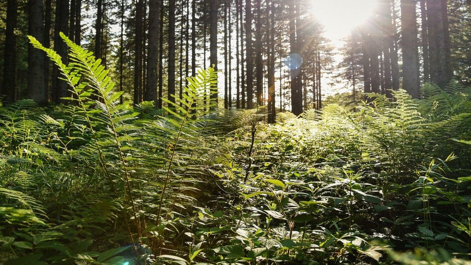 Gasthof Veit, Grundlsee, in Wald- und Seenähe | © TVB Ausseerland