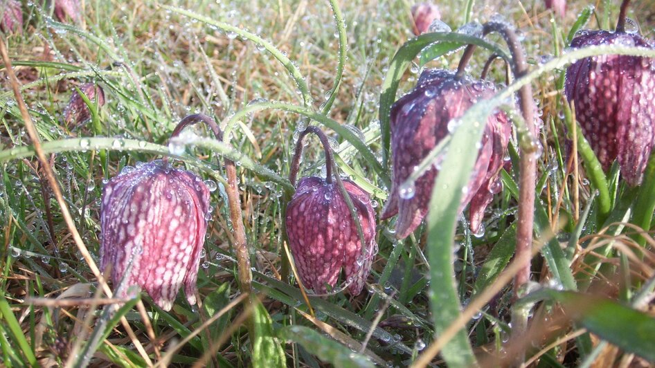 Schachblume_Großsteinbach_Oststeiermark | © Gemeinde Großsteinbach