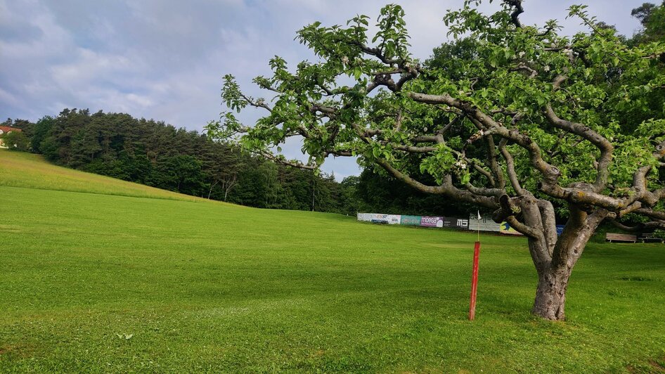 Golfübungsplatz1_Ring_Oststeiermark | © Tourismusverband Oststeiermark