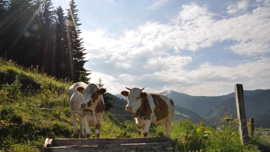 GrünalmMilchJ-Junges-Kuhmuese-Murtal-Steiermark | © Grünalm Milch