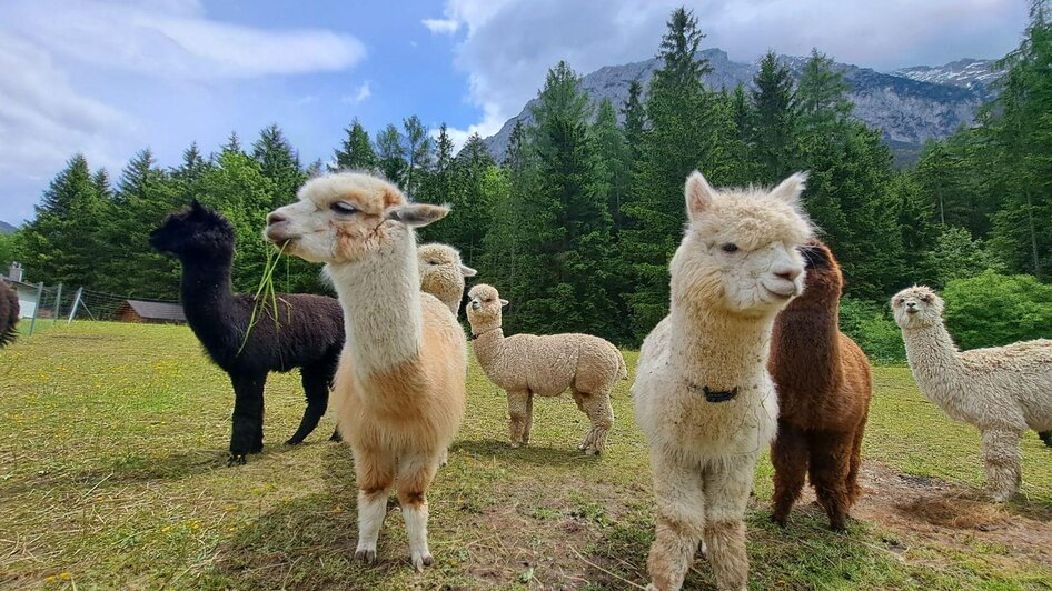 Grimming-Alpakas im Sommer, Tauplitz | © Familie Müller